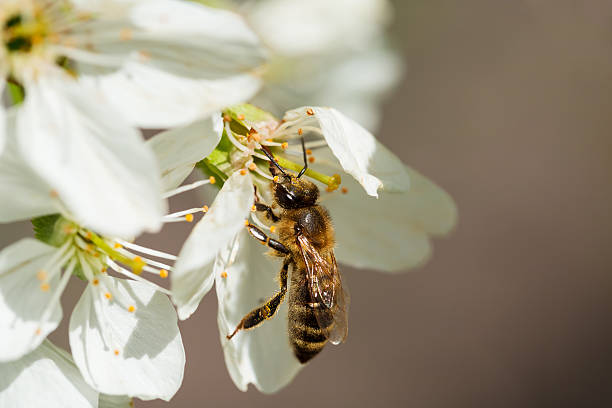 abeja en flor de los blancos cerezos en flor. - bee apple tree flower single flower fotografías e imágenes de stock