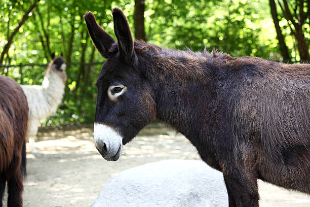istock Portrait of a donkey 514993263