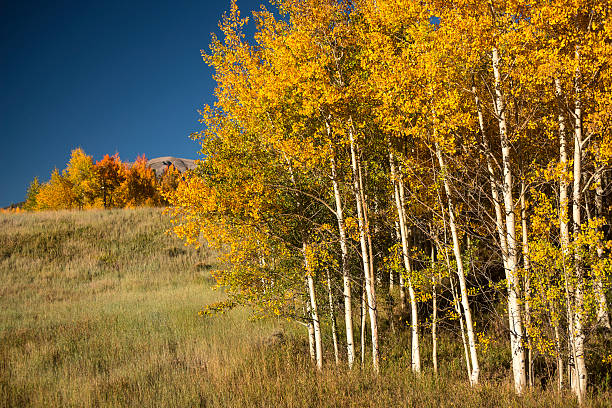 istock Aspen in the Fall,  Colorado Rocky Mountains 514993357