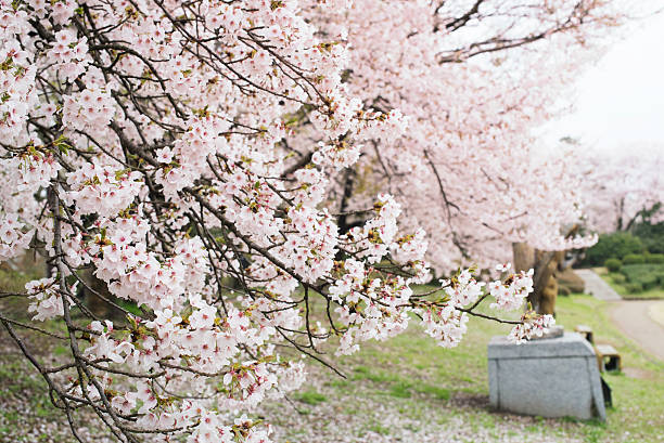 istock Sakura blossom in the city 514993406