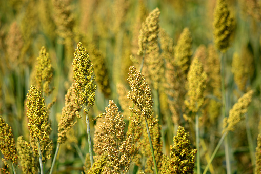 Millet field, Karnataka, India