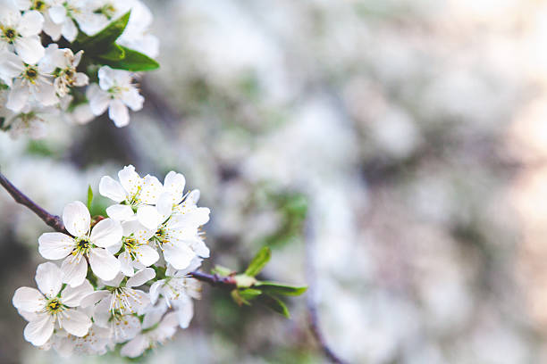 istock Branch of white cherry blossoms 514994258