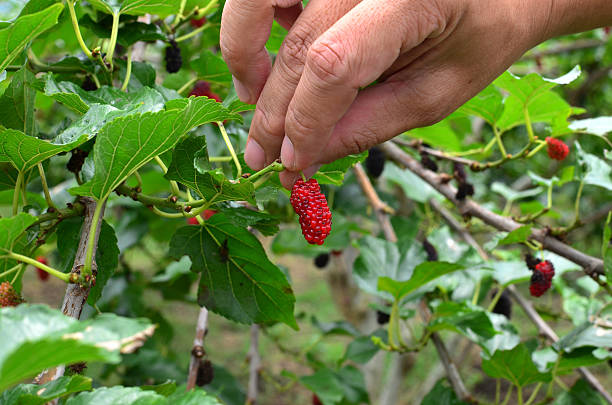 istock Close up on hand picking red mulberry 514994376