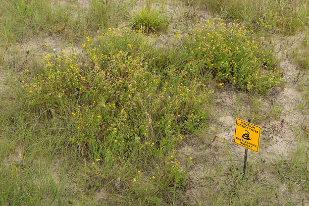 istock Rattlesnake Habitat 514994404