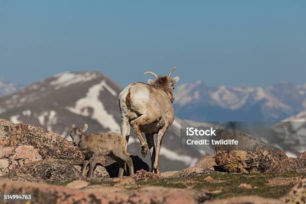 Bighorn Ewe And Lamb Stock Photo - Download Image Now - Animal, Animal Wildlife, Animals In The Wild