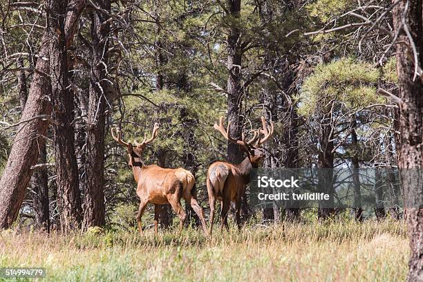 Bull Elk In Velvet Stock Photo - Download Image Now - Arizona, Elk, Animal