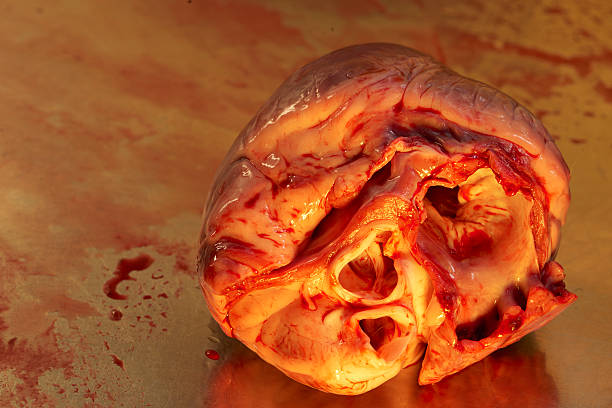suínos coração de close-up de recém-butchered órgão de animal - animal internal organ imagens e fotografias de stock