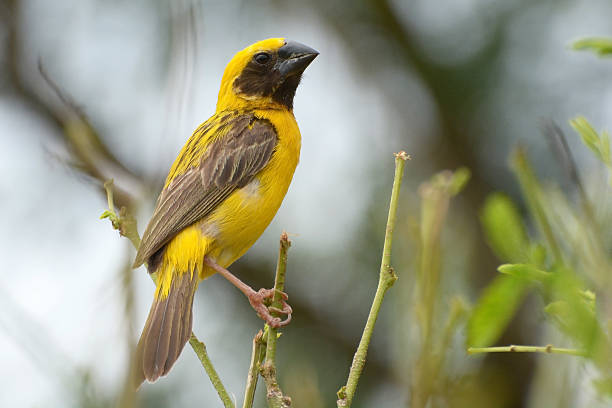 istock Asian Golden Weaver 514995351