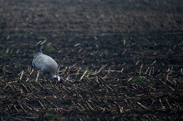 istock Crane in search of food 514995950