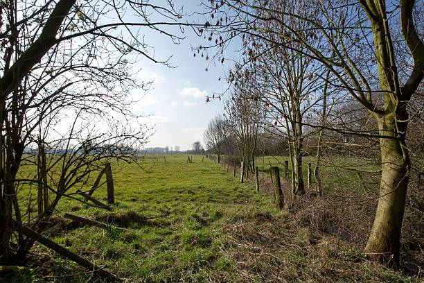 istock Pollard Willow at Rhine area 514996168