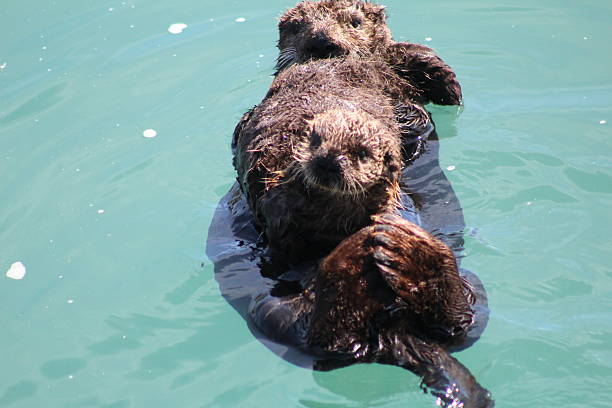 istock Otter Pup Held By Mother Otter 514996540