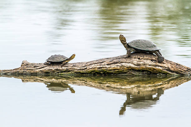istock angulate tortoise in Kruger National park, South Africa 514997668