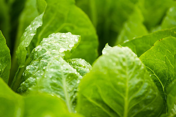 istock Closeup of fresh lettuce with water drops. 514998584