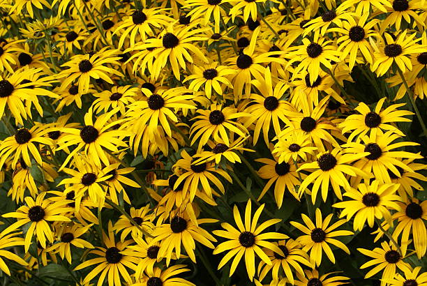 istock Rudbeckia hirta. Black-eyed Susan, Yellow daisies 515000416