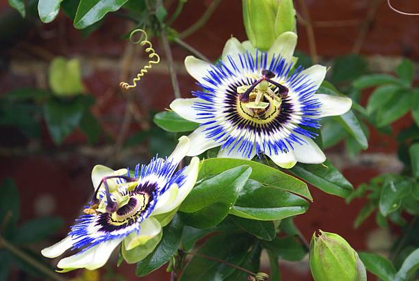 istock Passiflora. passion flowers. passion vines 515000494