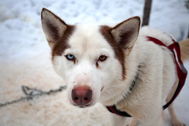 istock Husky Dog with Eyes of Different Colors 515001164