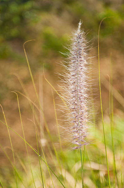 istock The flower of Imperata cylindrical Beauv grass 515001314