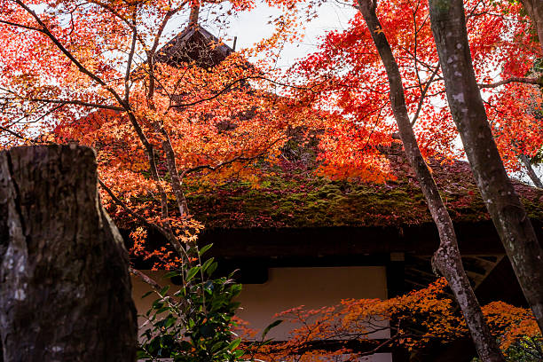 istock Red leaves of Japanese maypole tree 515001616