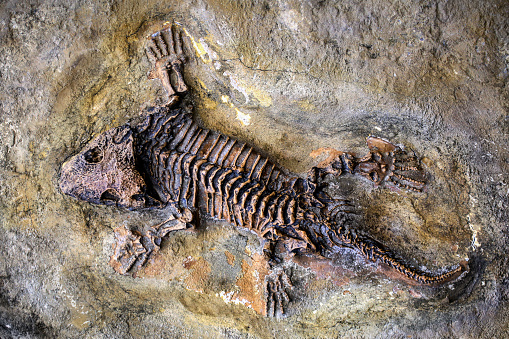 Fossil remains of a lizard on a stone.