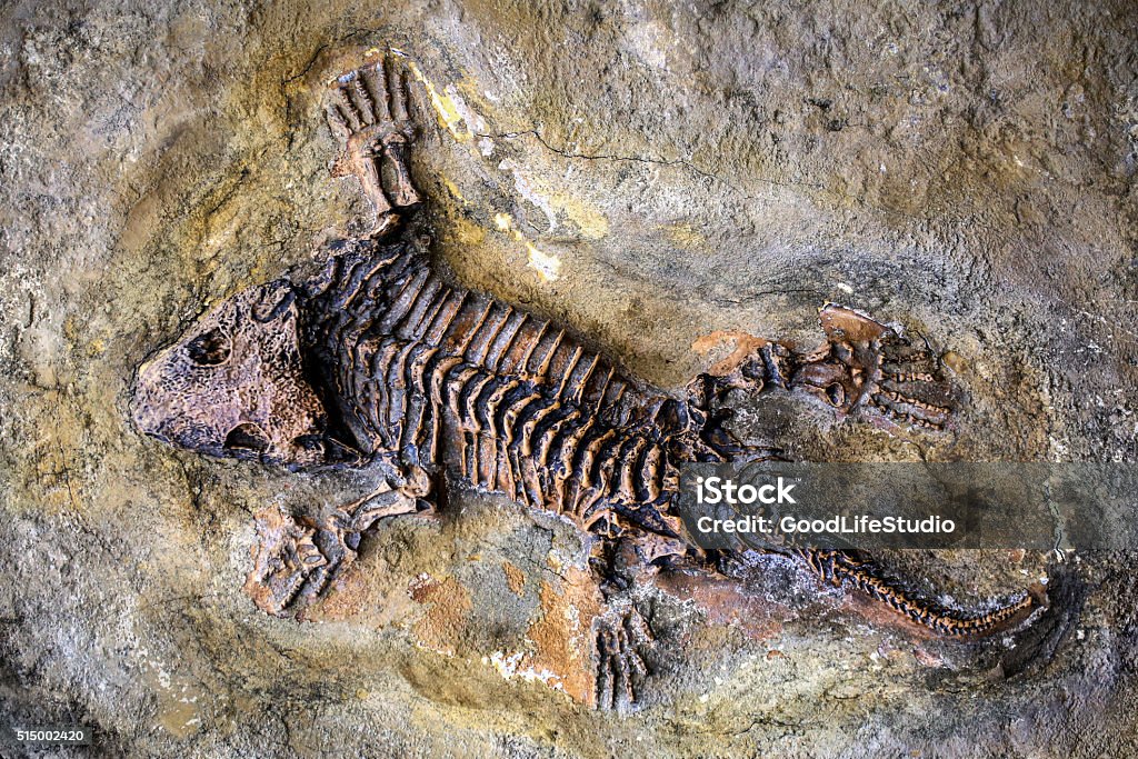 Fossil Fossil remains of a lizard on a stone. Fossil Stock Photo