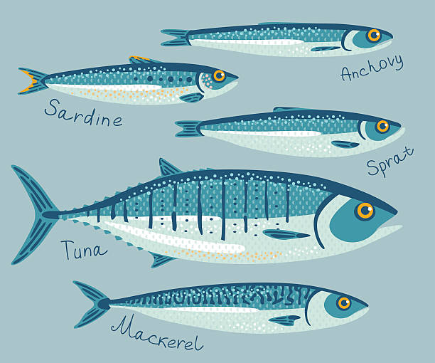 Fish collection for conservation. Vector illustration set with anchovy, sardine, sprat, tuna and mackerel fishes for preservation. Seafood packaging concept. mackerel stock illustrations