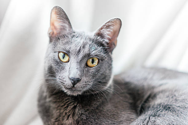 istock Portrait of young Burmese cat lying on white blanket 515003670