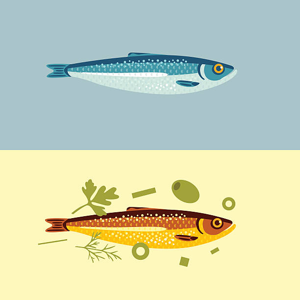 Fish conservation and smoking process. Sprats. Before and after sprat fish creative concept. Vector illustration. sardine stock illustrations