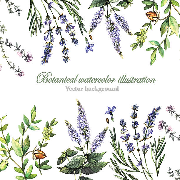 illustrations, cliparts, dessins animés et icônes de fond avec décoration de plantes médicinales - plante aromatique illustrations
