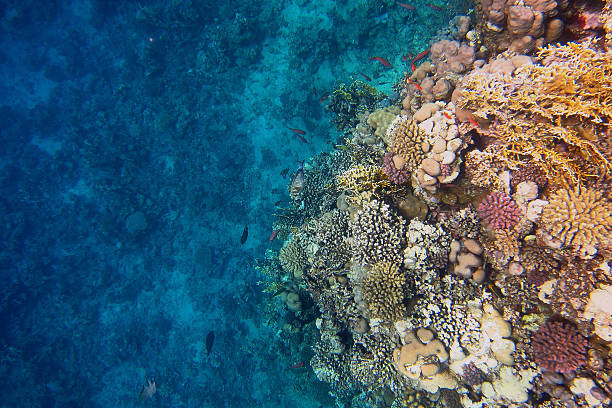 istock Colorful coral reef and blue seabed 515003852
