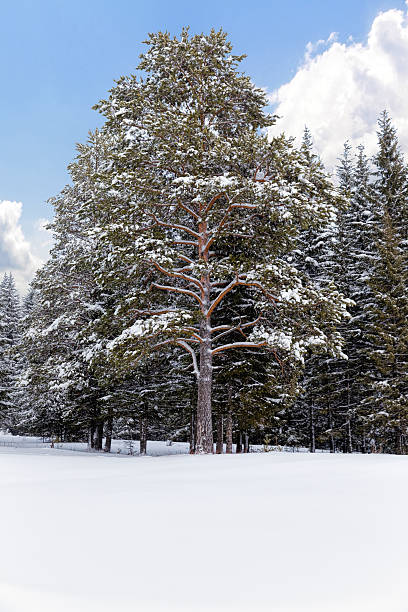 istock Spruce forest in winter. Winter landscape 515004720