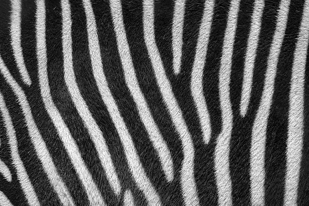 Close-up view of zebra stripes with a black and white pattern