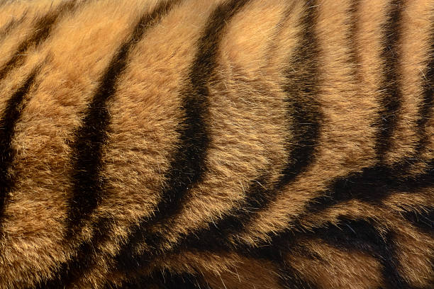 istock Orange and black striped tiger fur animal background pattern 515006412