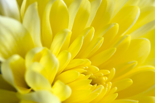 Yellow chrysanthemum