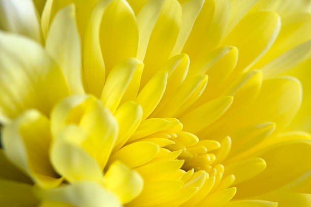 crisântemo amarelo - yellow chrysanthemum imagens e fotografias de stock