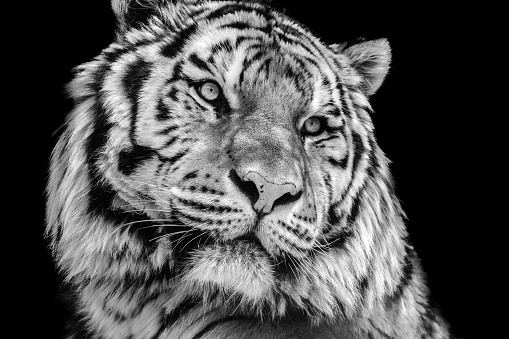 Bold close-up portrait of a tiger face in high contrast black and white.