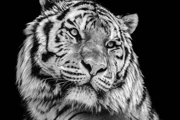 Photo of Powerful high contrast black and white tiger face