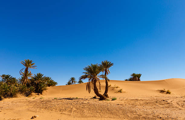 istock palm in the  desert oasis, morocco 515006566