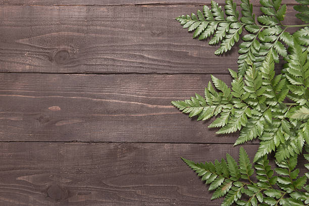 istock Ferns are on the wooden background for your text. 515006582