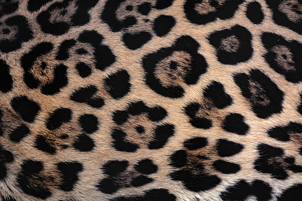 istock Jaguar fur texture background with beautiful spotted camouflage 515006596