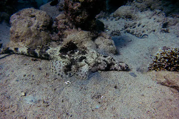 large Common crocodilefish lies on sandy seabed