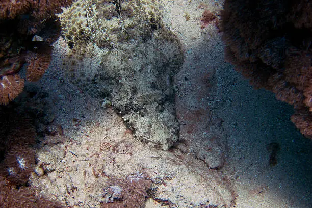 Common crocodilefish in sand on the seabed of the Red Sea