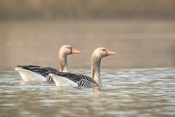 istock Greylag goose Anser Anser swimming 515008324
