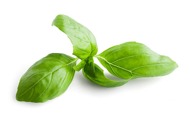 istock Fresh basil leaves in closeup 515008345