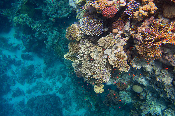 istock colorful coral reef and deep blue sea 515008514