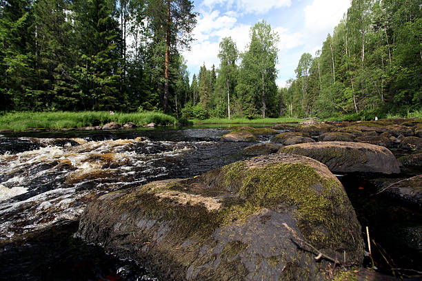 istock forest on the banks of the river 515008543