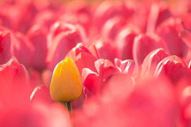 istock Yellow tulip in a red flowerbed 515008776