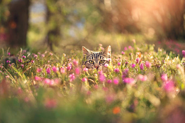 Cat watching me from his hidding place, colorful  springtime image
