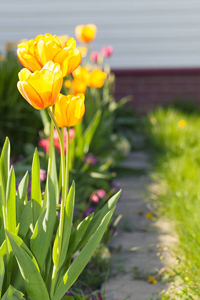 istock Small stone path between tulips and grass in garden 515009373
