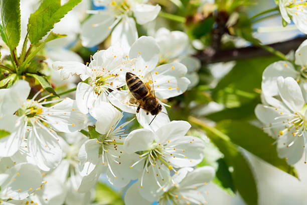 istock Bee on a flower of the white cherry blossoms. 515009448