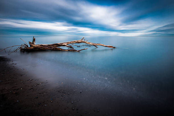 istock Point Pelee National Park - Dead Tree in Water 515009648